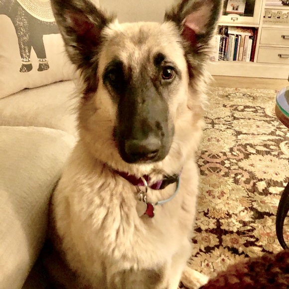 Meet your Posher, Deborah⭐️⭐️⭐️⭐️⭐️ - Picture 3 of 5